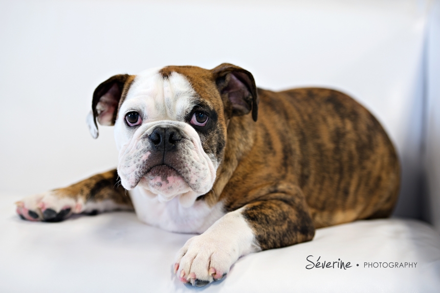 Jacksonville Pet Photography | Severine Photography