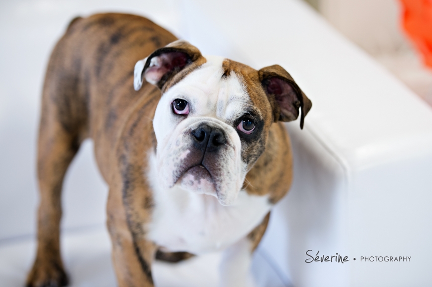 Jacksonville Pet Photography | Severine Photography