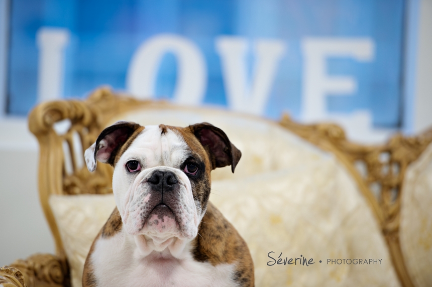 Jacksonville Pet Photography | Severine Photography