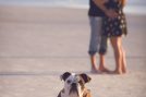 Jacksonville Beach Pictures with dog