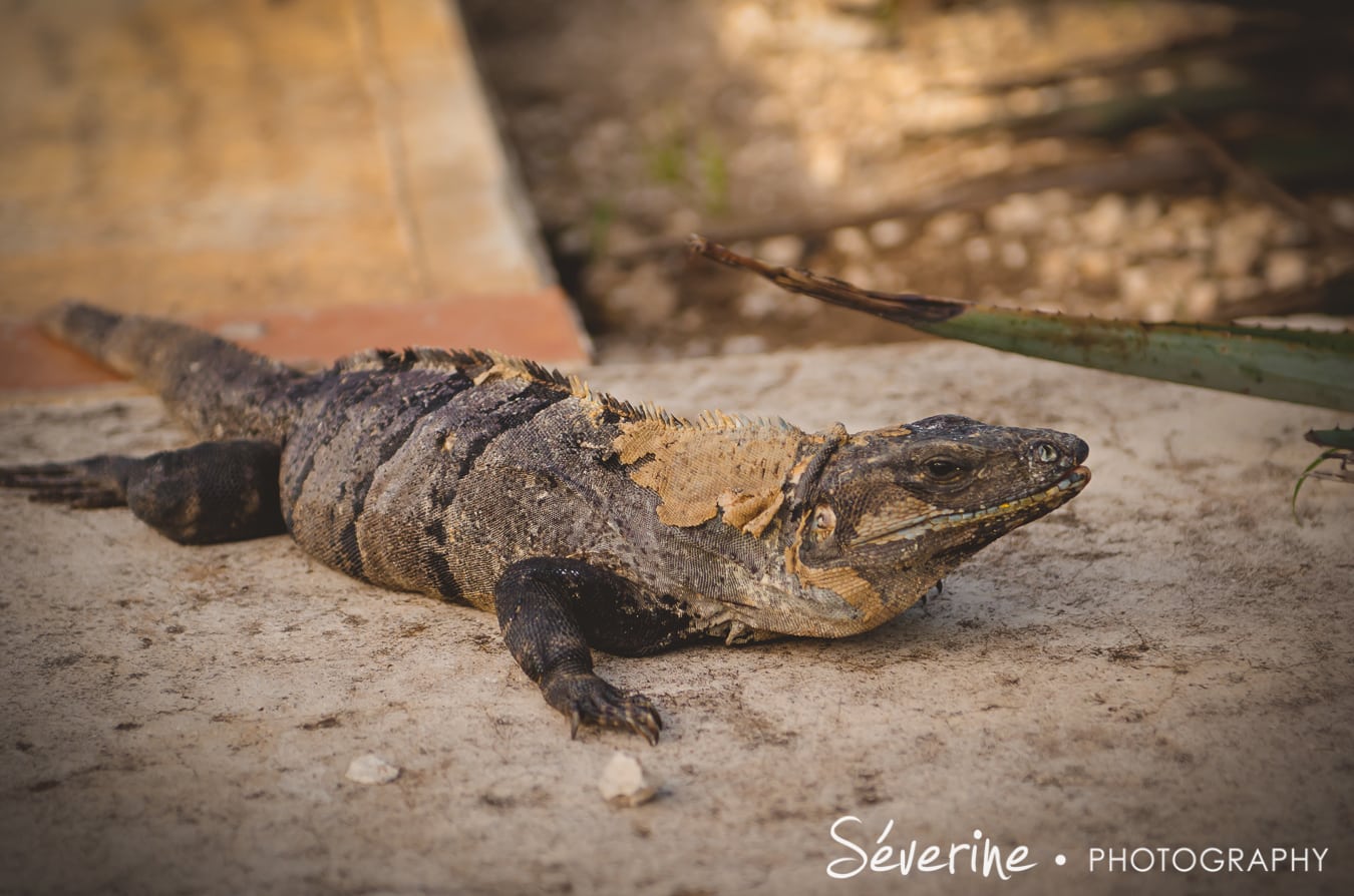 Animals in Cancun