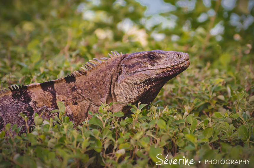 Animals in Cancun