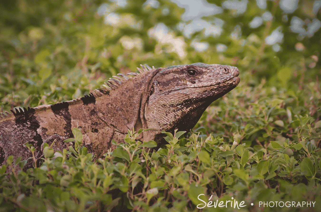 Animals in Cancun