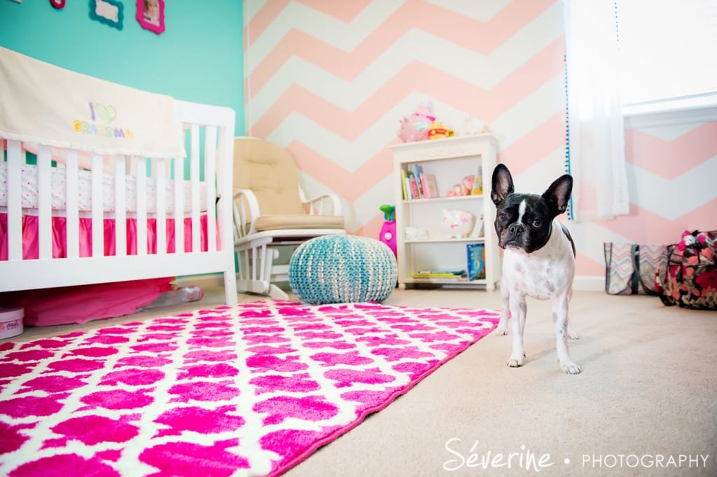 Newborn and dog picture