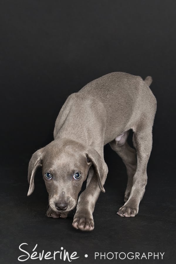 Pet Weimaraner