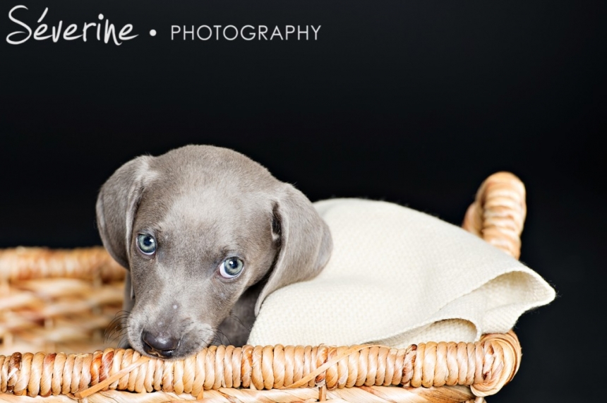 Dog Weimaraner