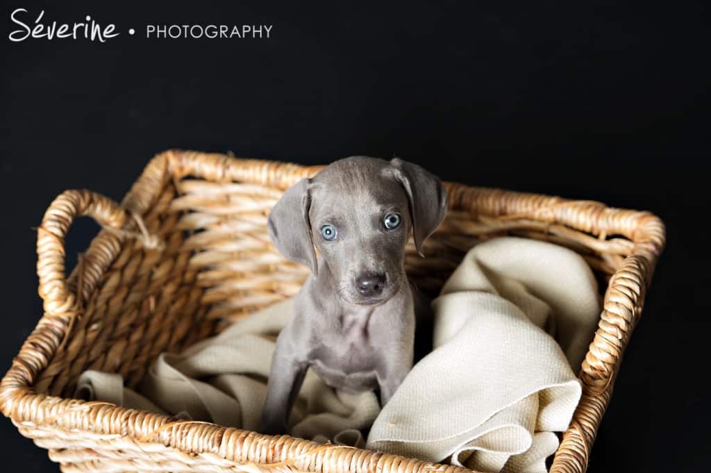 Puppy Weimaraner