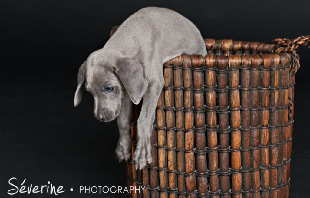 Puppy Weimaraner