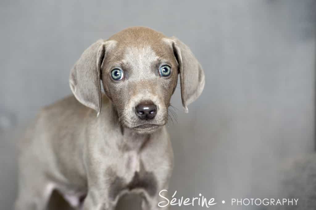 Puppy Weimaraner