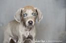 Puppy Weimaraner